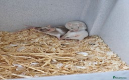 Mouse rodents for sale: Female fancy mice  - Image 2