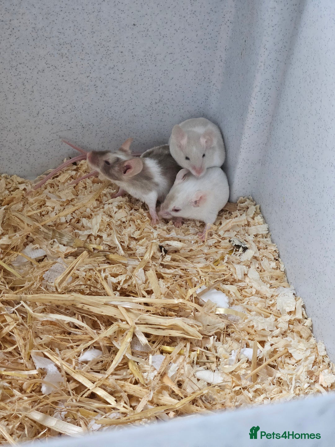 Mouse rodents for sale: Female fancy mice  - Image 2
