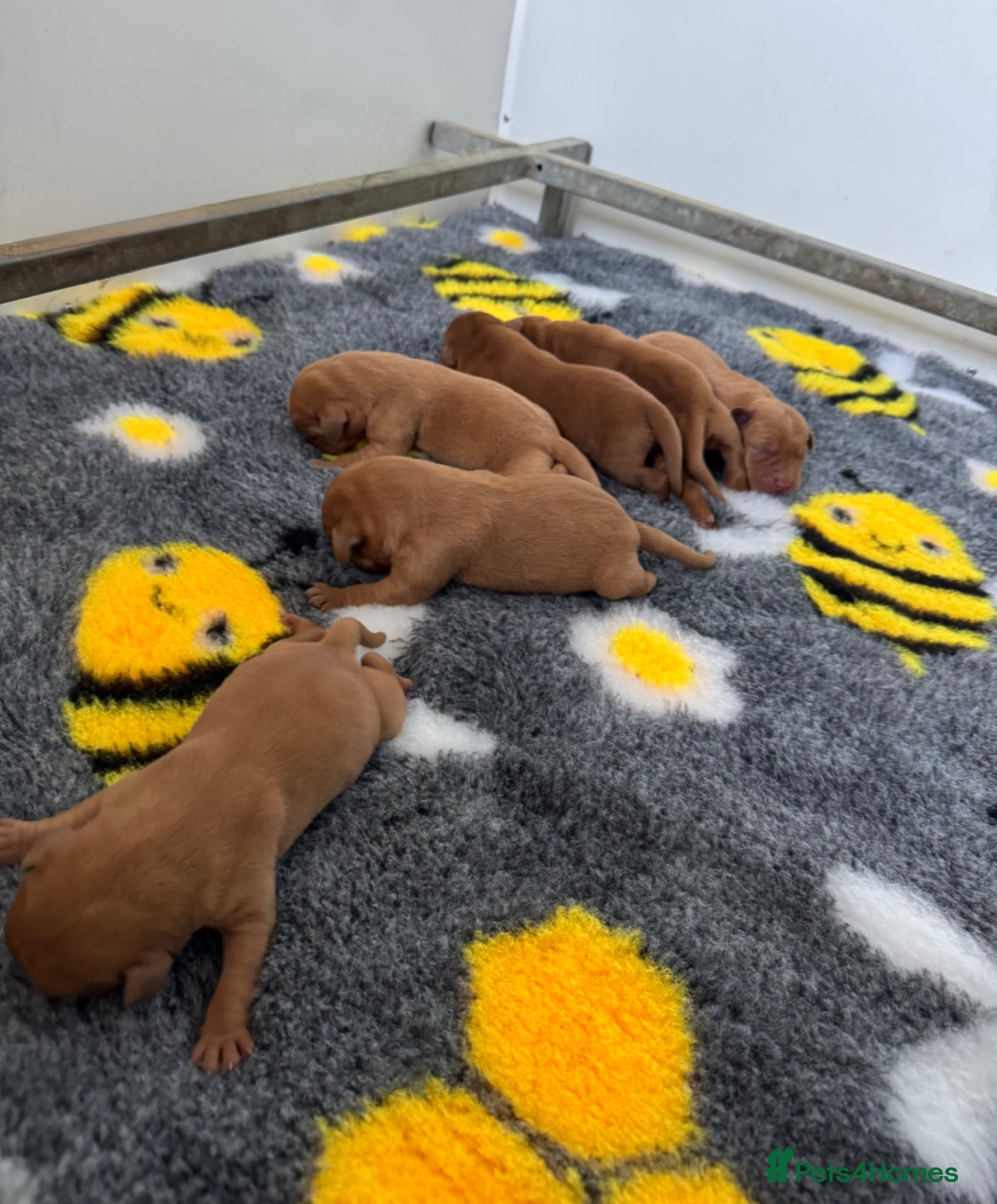 Labrador Retriever dogs for sale: KC litter of Fox Red Labradors  - Advert 11