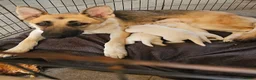 German Shepherd dogs for sale: 3 white german shepherd boys  - Advert 2