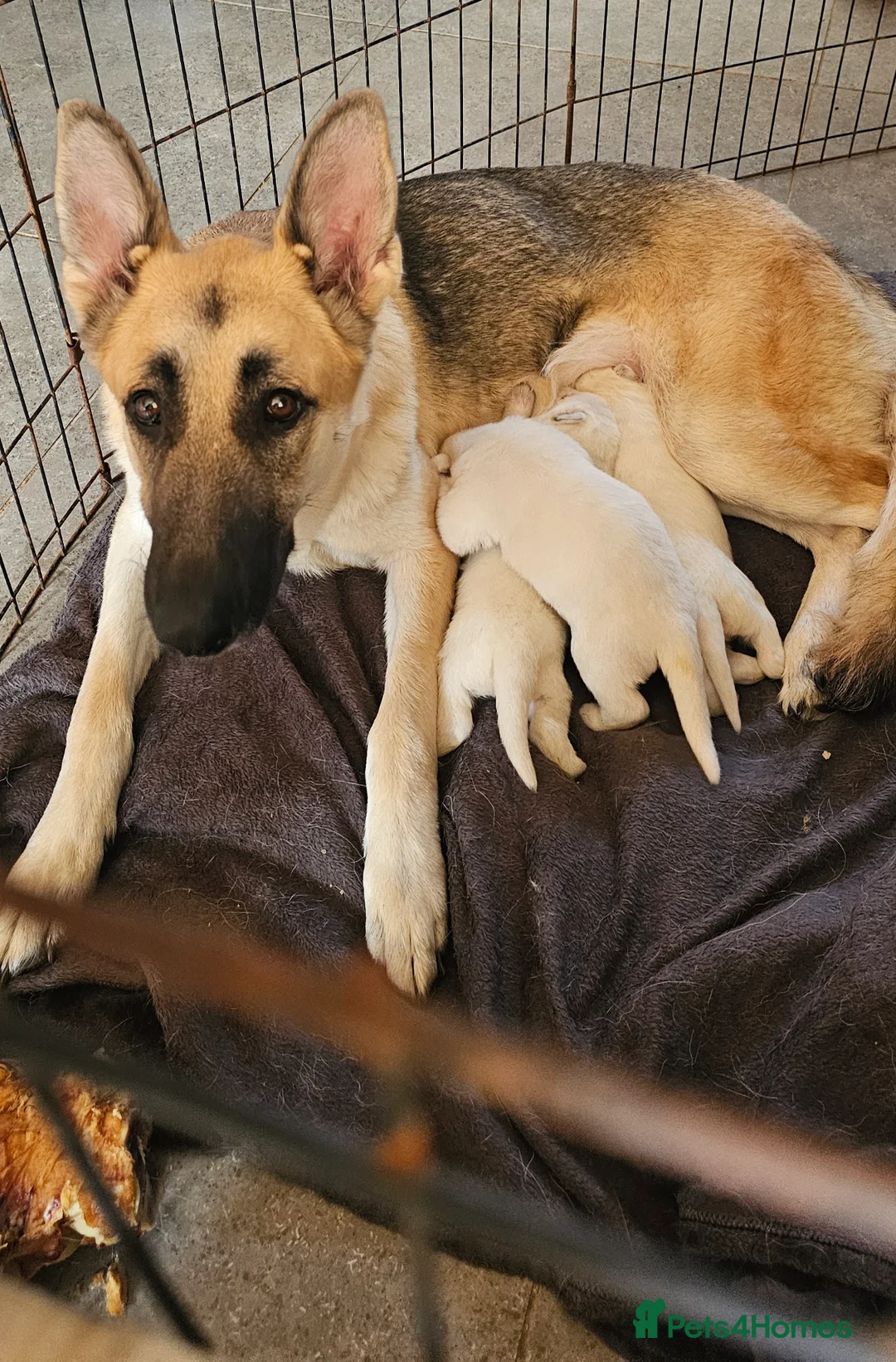 German Shepherd dogs for sale: 3 white german shepherd boys  - Advert 2