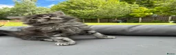 Maine Coon cats for sale: Maine coon  - Advert 10