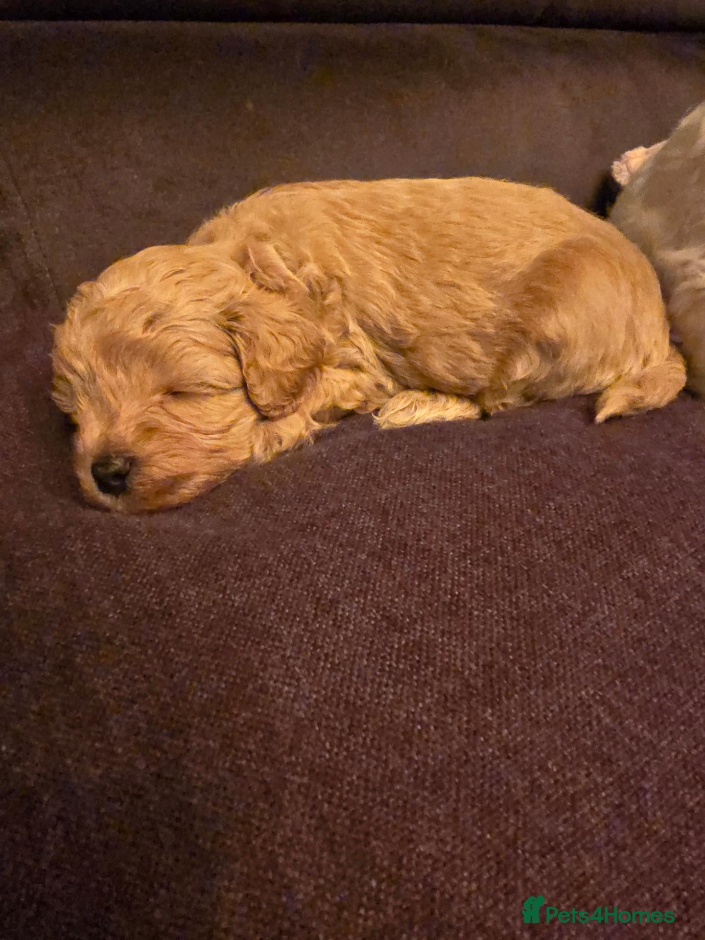 Maltipoo dogs for sale: The last boy is looking for a forever home. 🏠🐶🐾 - Advert 20