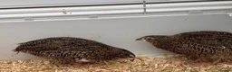 Quail poultry for sale: Young Male Coturnix Quail Birds - 2 Available - Advert 4
