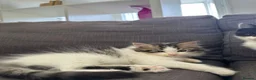 Mixed Breed cats for sale: 5 Beautiful kittens  - Advert 3
