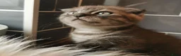 Scottish Fold cats for sale: ❤️Gorgeous Scottish Fold kitten-raised with love❤️ - Advert 2