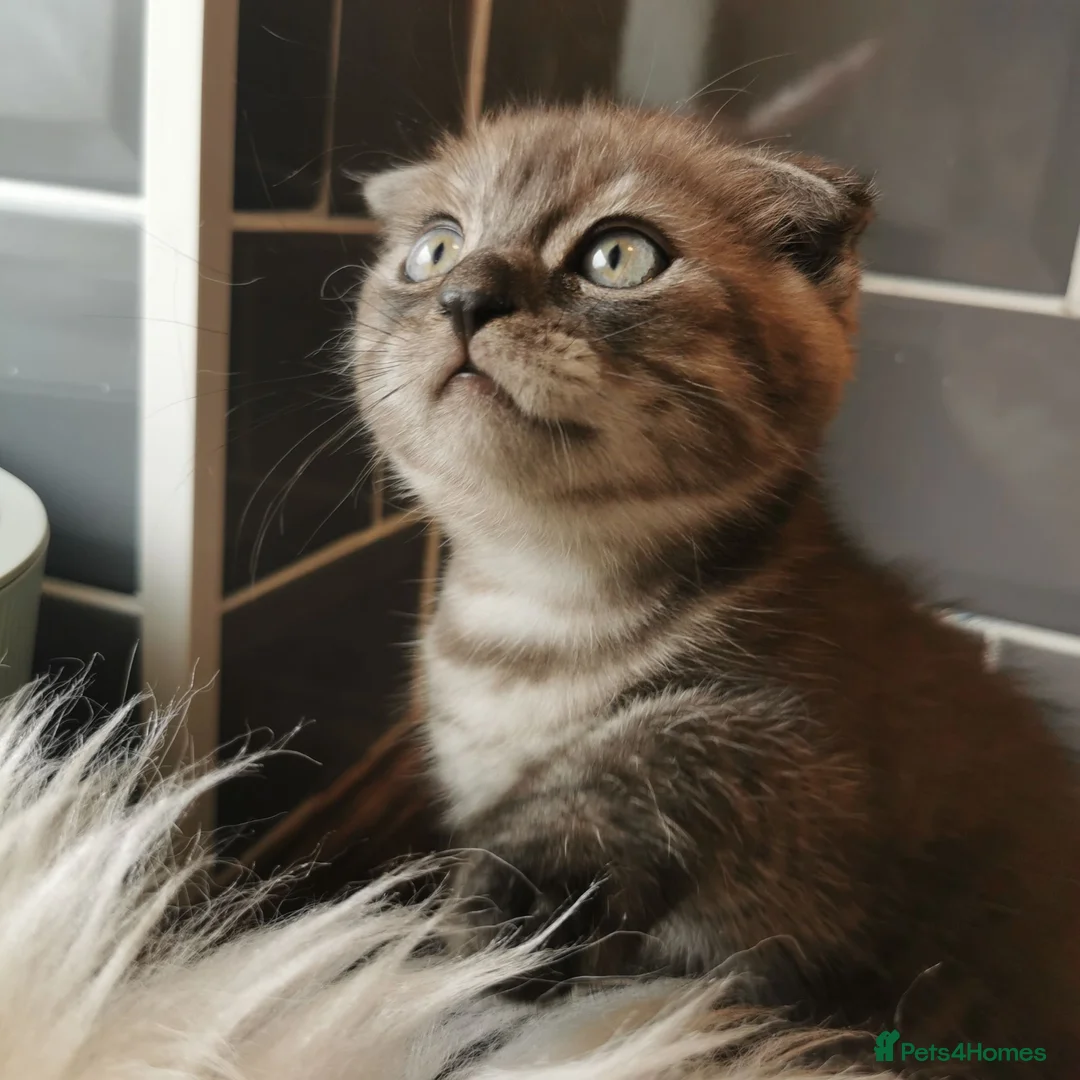 Scottish Fold cats for sale: ❤️Gorgeous Scottish Fold kitten-raised with love❤️ - Advert 2