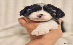 Cavapoo dogs for sale: Adorable Cavapoo Pups fully health tested parents - Image 12