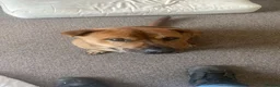 Mixed Breed dogs for sale: Beautiful mixed breed puppies for sale in Durham - Advert 13