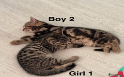 Bengal cats for sale: Gorgeous bengal kittens. READY NOW!!!! - Image 15