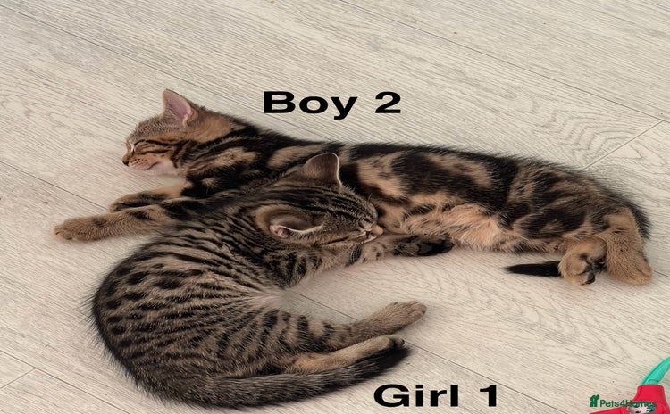 Bengal cats - Advert 8