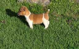 Jack Russell dogs for sale: Excellent pure bred working mini Jack Russell pups - Image 9