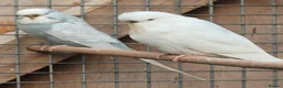 Budgerigars birds for sale: BUDGIES - various colours, various ages. - Advert 5
