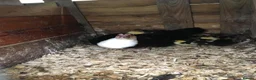 Ducks poultry for sale: Muscovies Varying Ages 20 Ducks 6 Drakes  - Advert 4