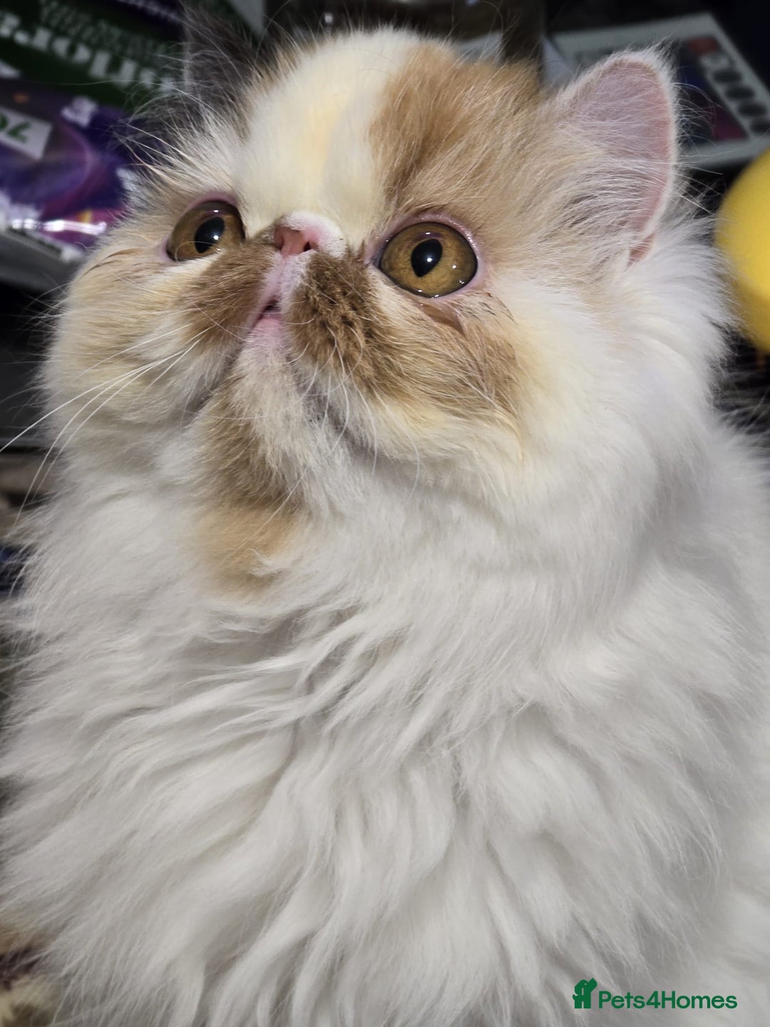 Persian cats for sale: Beautiful Persian Queen for Loving forever home - Image 1