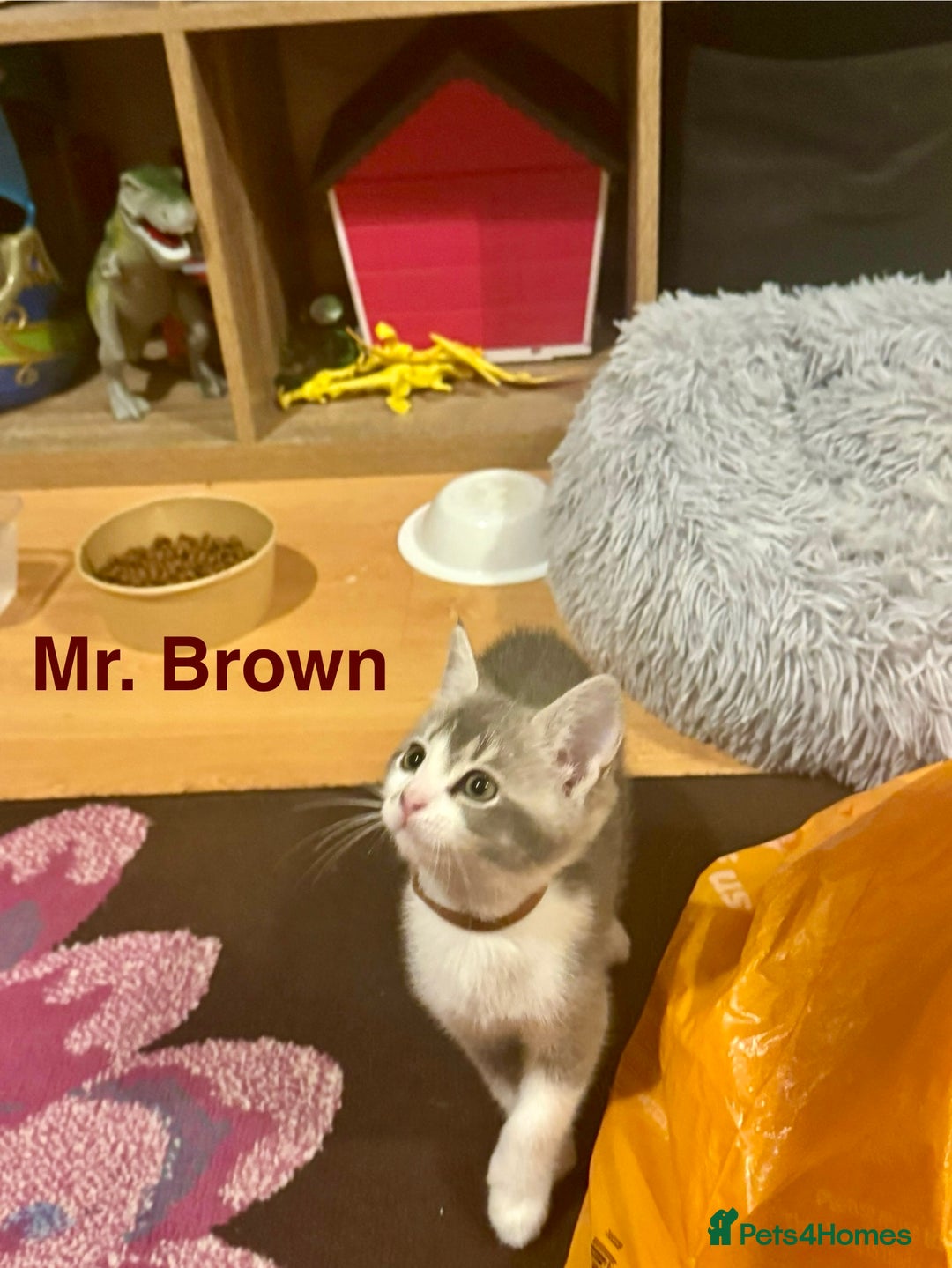 Domestic Shorthair cats for sale: Adorable Loving Kittens Looking for Forever Homes! - Advert 17