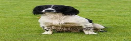 English Springer Spaniel dogs for sale: Beautiful English Springer Spaniel Puppies - Advert 5
