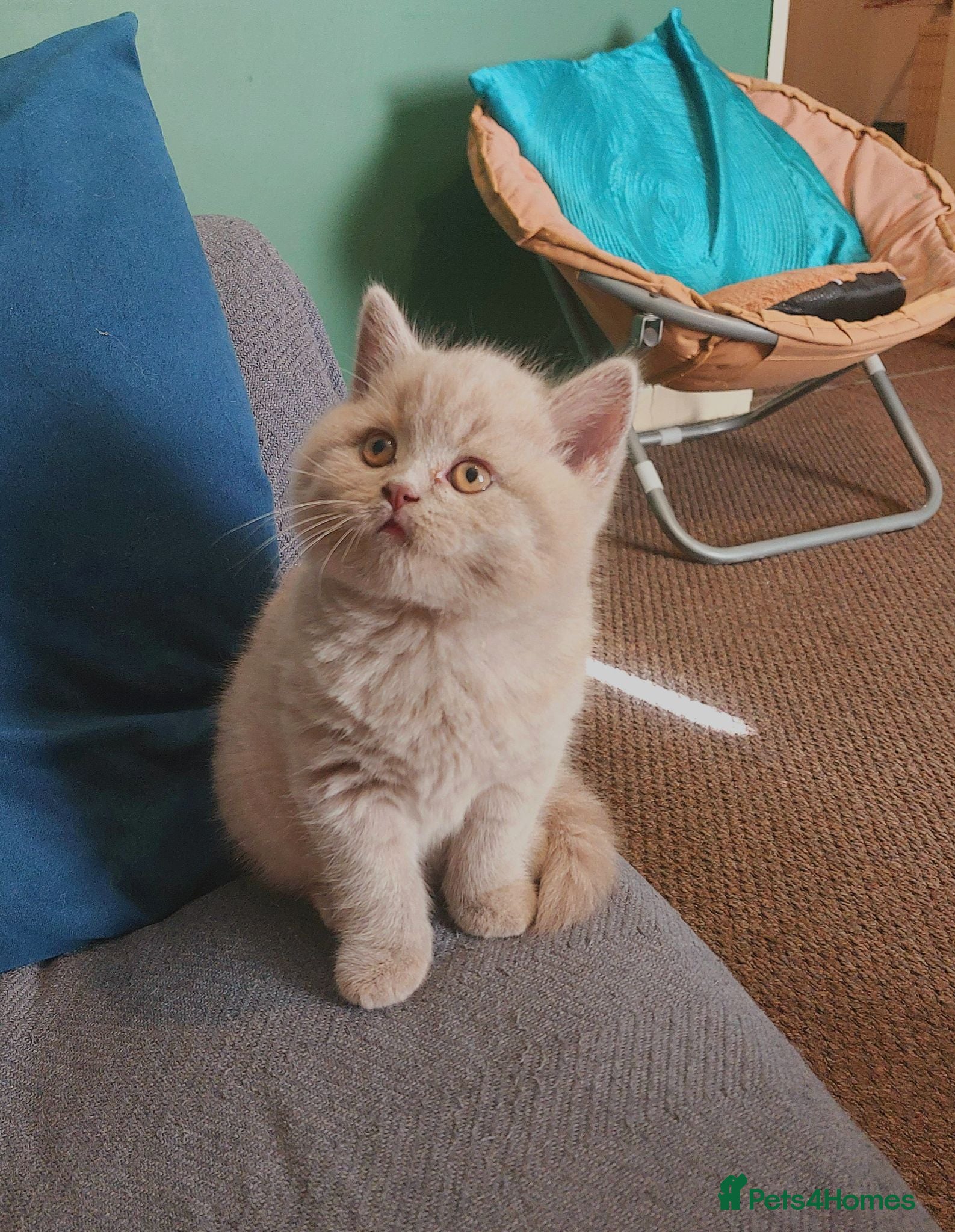 British Shorthair cats ⭐️ Exceptional GCCF registered kittens ⭐️ - Advert 2