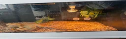 Bearded Dragon reptiles for sale: Bearded dragon  in Bristol - Advert 2