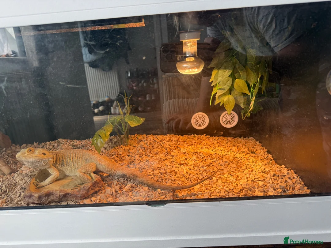 Bearded Dragon reptiles for sale: Bearded dragon  in Bristol - Advert 2