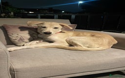 Mixed Breed dogs for sale: Husky and Labrador mix breed (Haskador) - Image 13