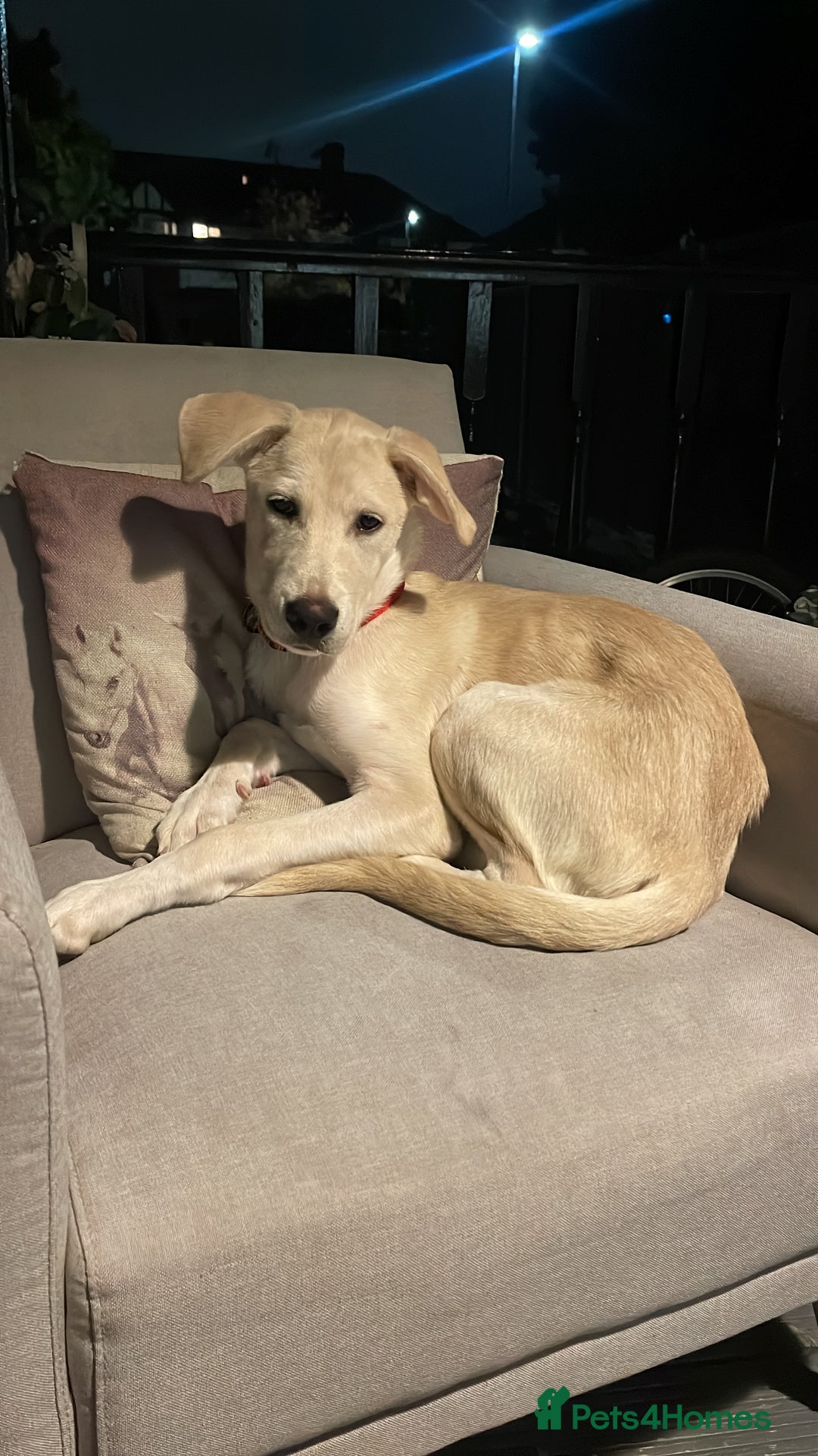 Mixed Breed dogs for sale: Husky and Labrador mix breed (Haskador) - Image 13