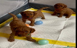 Cockapoo dogs for sale: Stunning Fox Red F1B Cockapoos only 1 girls left - Image 1