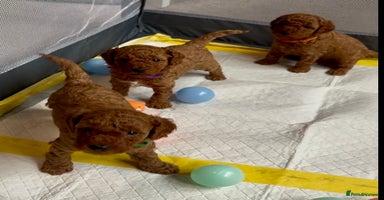 Cockapoo dogs - Advert 4