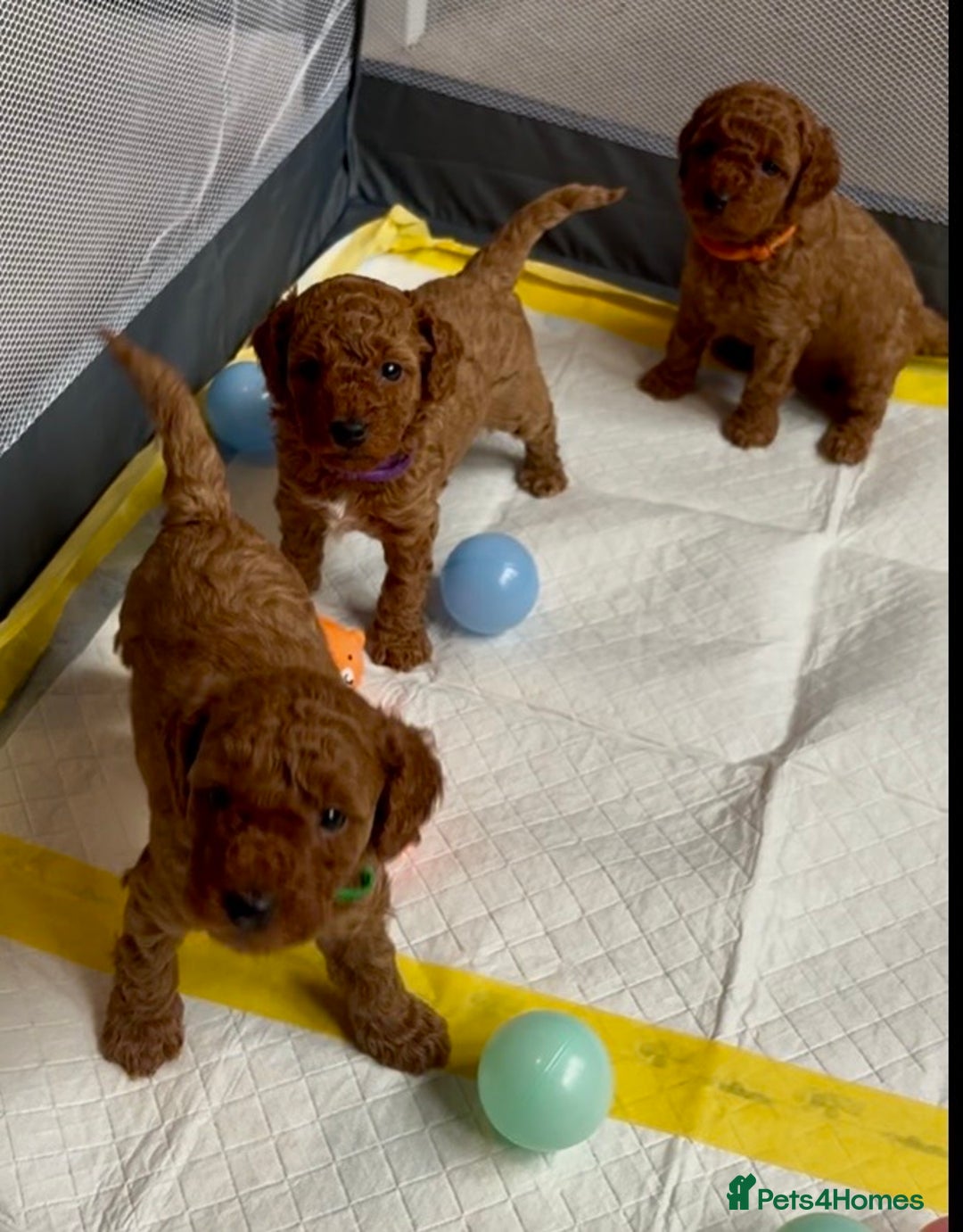 Cockapoo dogs for sale: Stunning Fox Red F1B Cockapoos only 1 girls left - Image 1