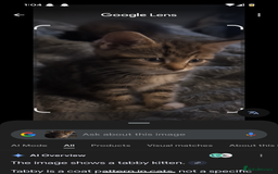 Mixed Breed cats for sale: Mixed bread female kittens  - Image 5