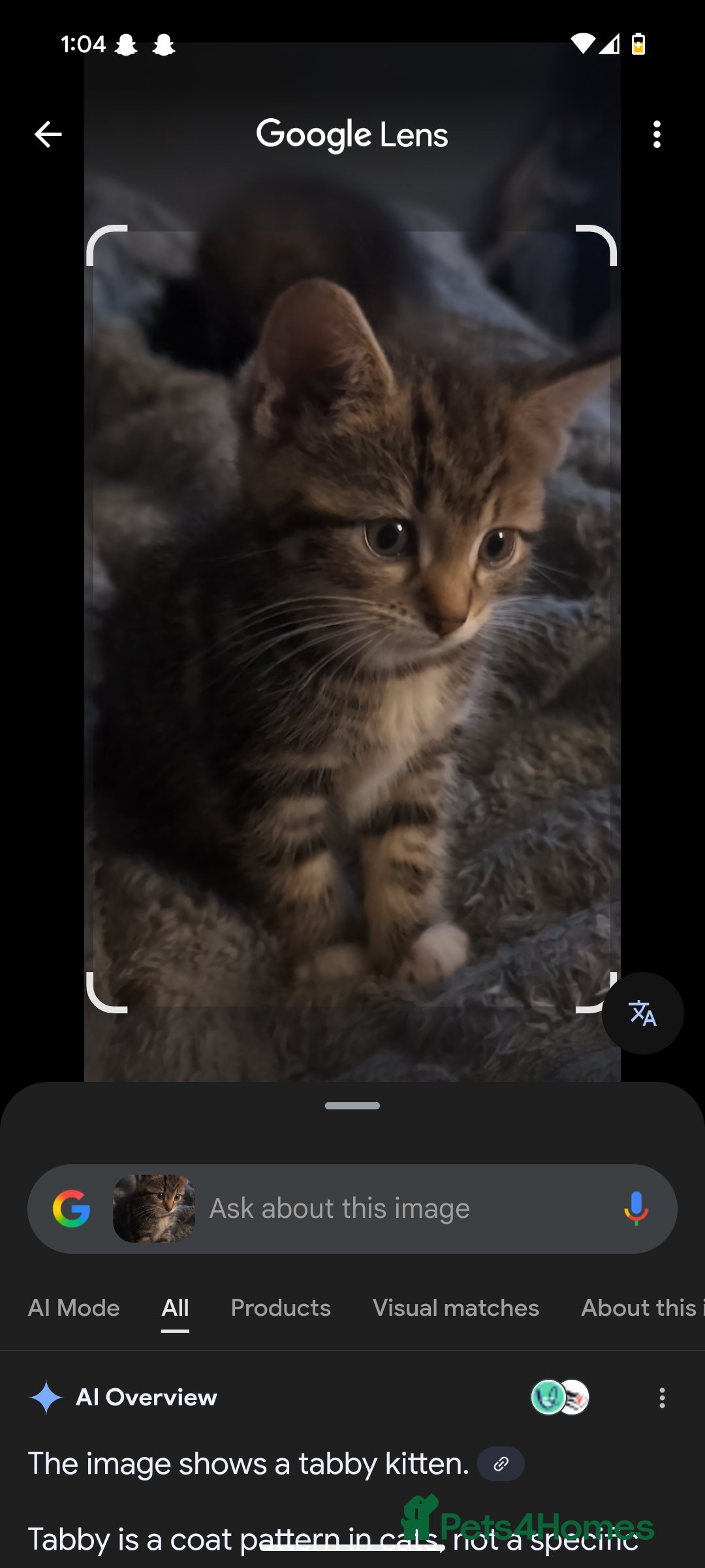 Mixed Breed cats for sale: Mixed bread female kittens  - Image 5