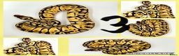 Python Snake reptiles for sale: Collection of ball pythons  - Advert 3