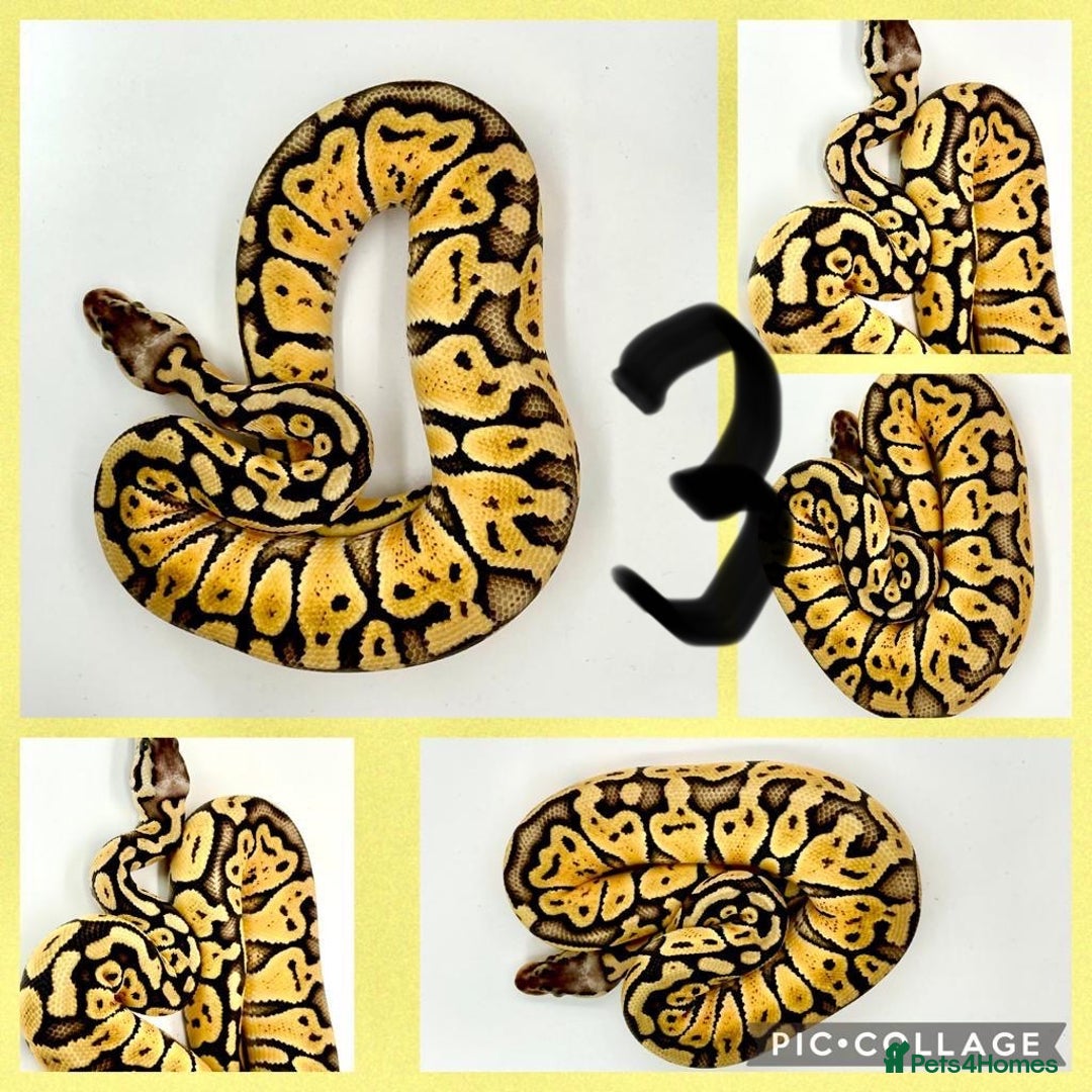 Python Snake reptiles for sale: Collection of ball pythons  - Advert 3