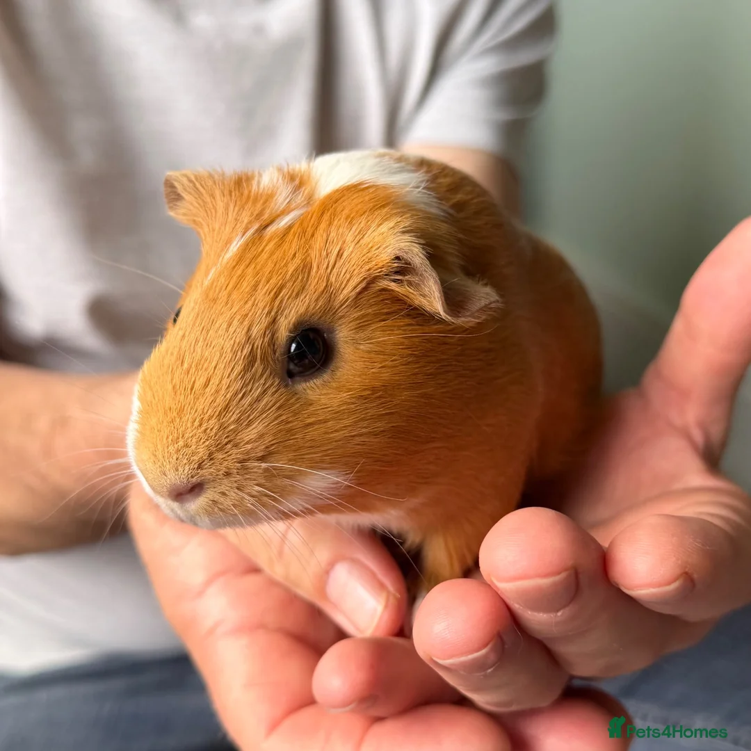 Guinea Pig rodents for sale:  Two Girl Guinea Pigs Brownie and Dusty with setup - Advert 2