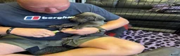 Great Dane dogs for sale: Gorgeous blue KC Great Danes.Ready now! - Advert 11