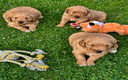 Golden Retriever dogs for sale: Golden retriever one beautiful male lovely puppy - Image 2