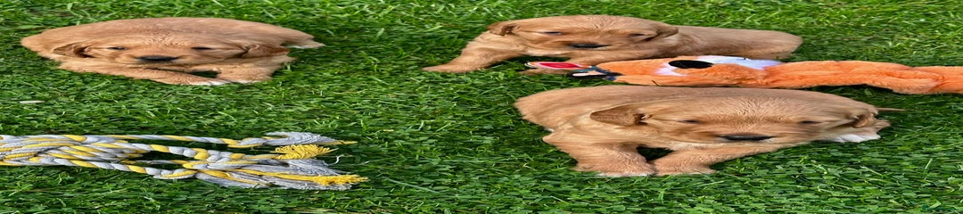 Golden Retriever Puppy 1