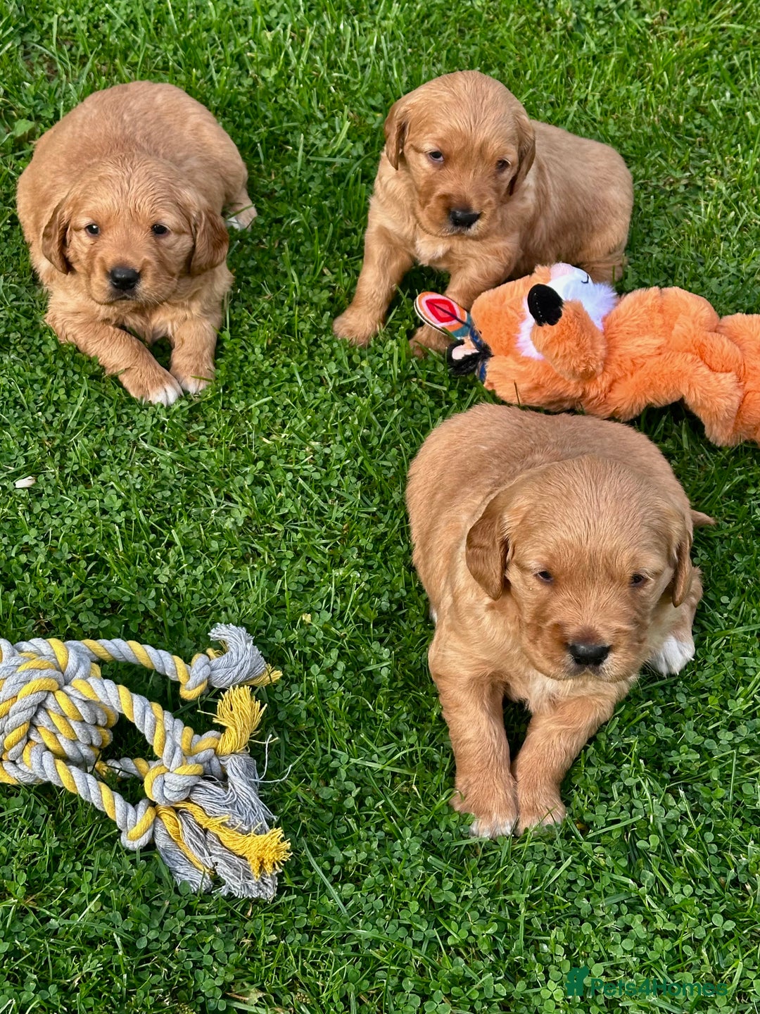 Golden Retriever dogs for sale: Golden retriever one beautiful male lovely puppy - Image 2