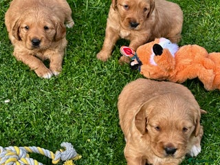 Golden Retriever dogs - Advert 22