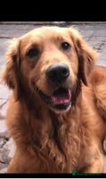 Golden Retriever dogs PROVEN fully health tested kc reg in Market Drayton - Advert 1