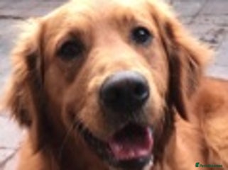 Golden Retriever dogs in Market Drayton - Advert 22