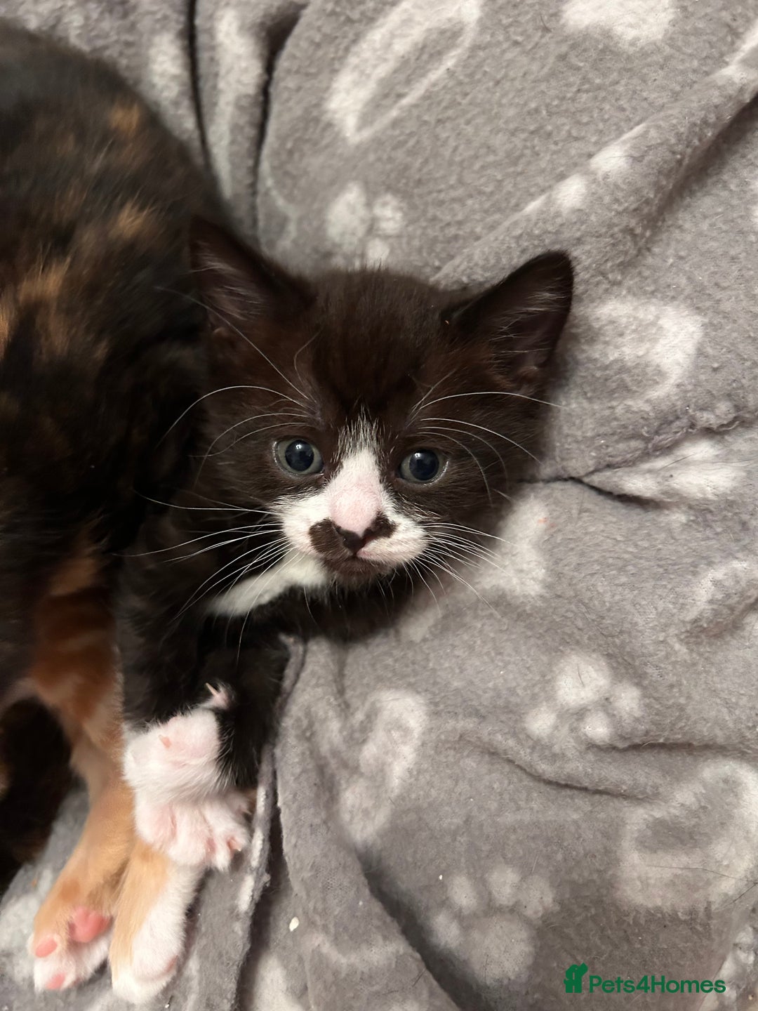 Mixed Breed cats for sale: Black and White Kitten - Advert 8