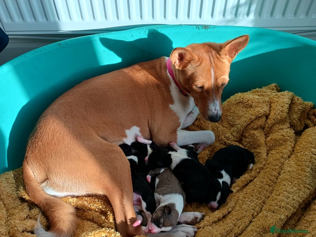 Basenji dogs Basenji pups - Advert 1