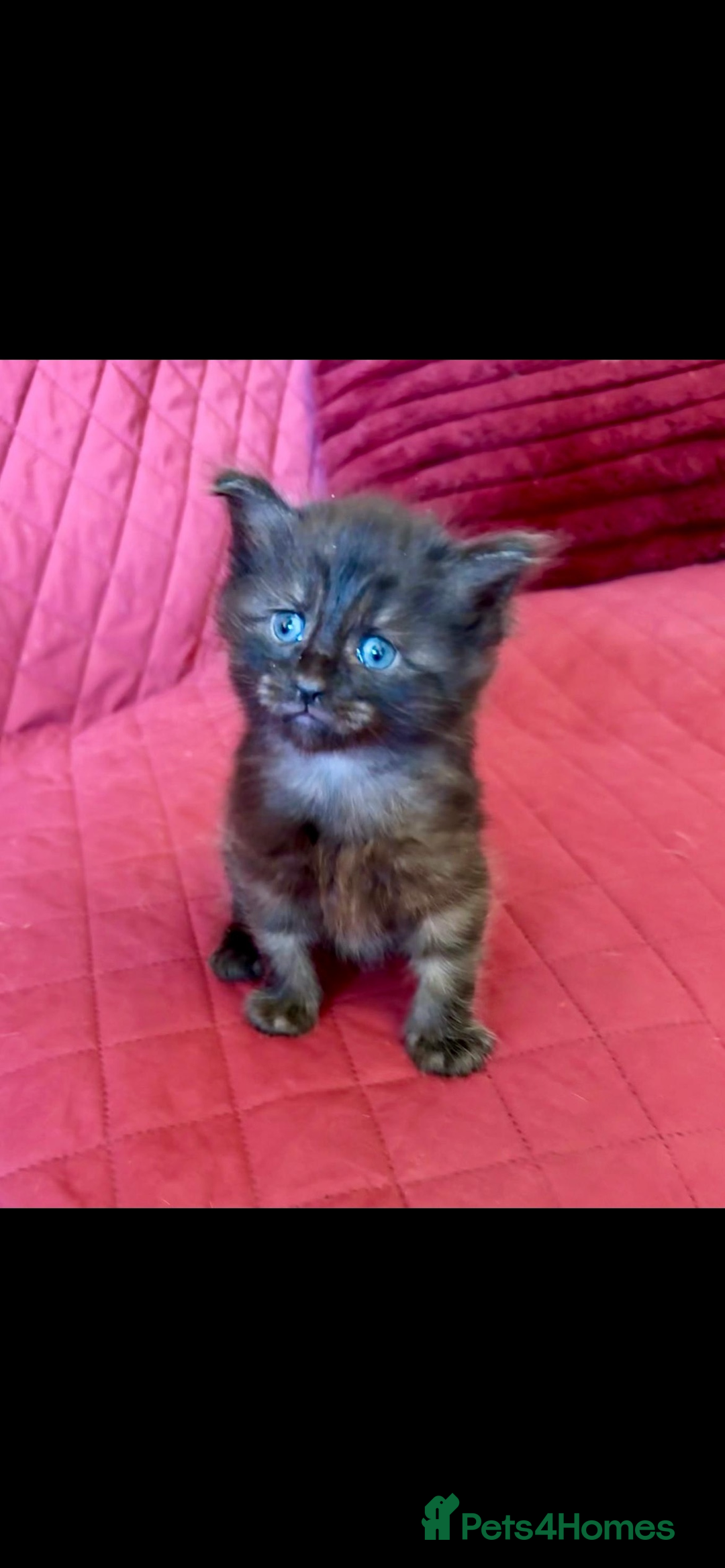 Maine Coon cats for sale: Maine coon kittens - Image 8
