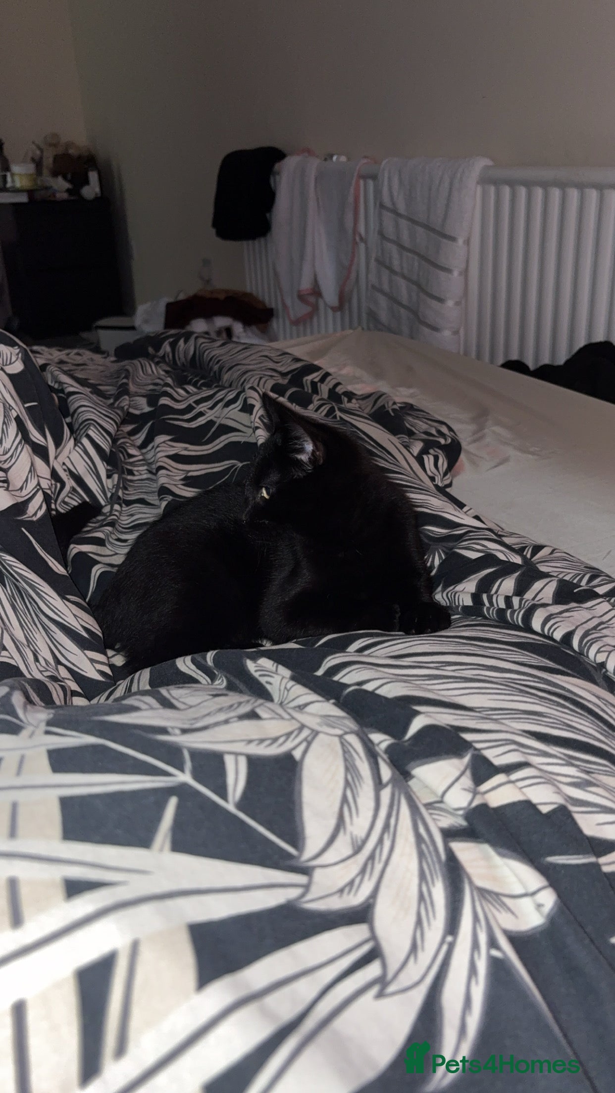 Mixed Breed cats Black Cat for Sale - Advert 1