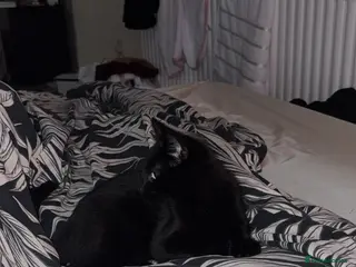 Mixed Breed cats Black Cat for Sale - Advert 1