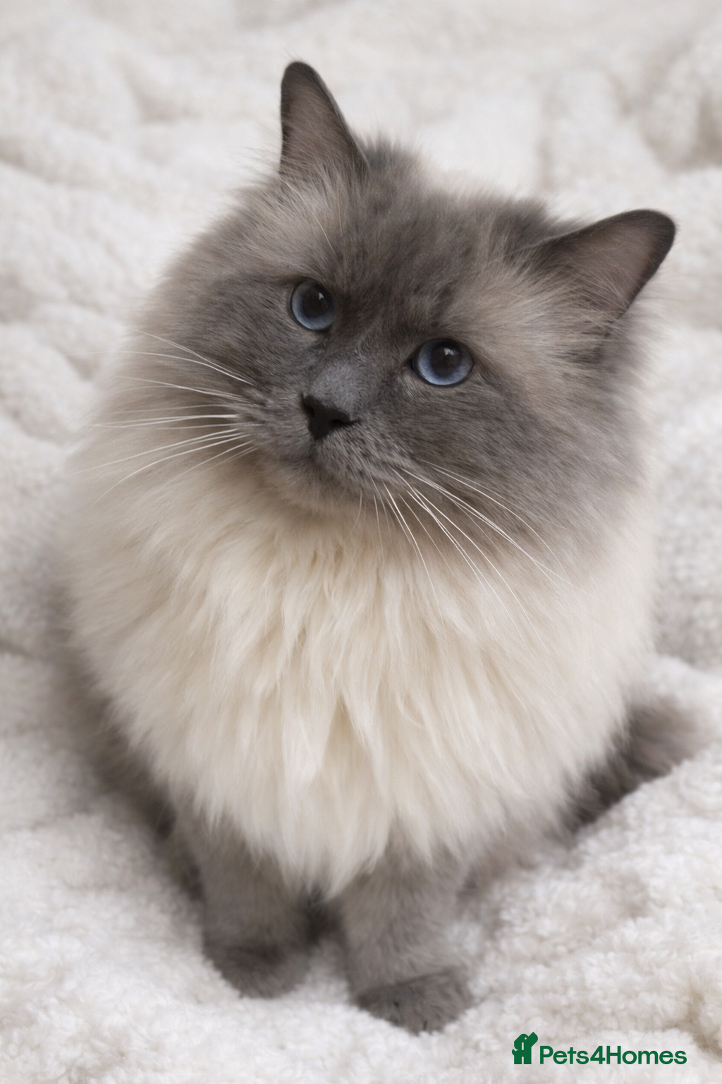 Ragdoll cats 🏆Gccf/TICA CARRYING CHOCOLATE  gccf ragdoll stud  in Merthyr Tydfil - Advert 5