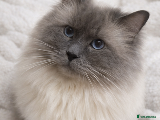 Ragdoll cats 🏆Gccf/TICA CARRYING CHOCOLATE gccf ragdoll stud in Merthyr Tydfil - Advert 5