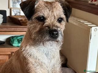 Border Terrier dogs Border Terrier Pups - Advert 4
