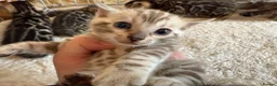 Bengal cats for sale: Outstanding Pedigree TICA Bengal Kittens - Advert 35